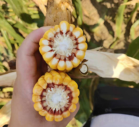 ����2184-��������-����