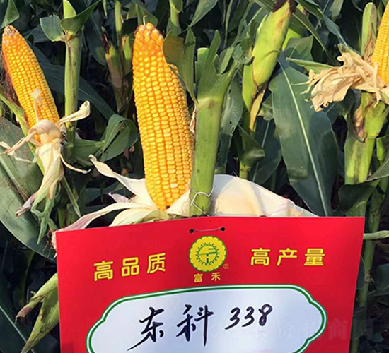 ����338-��������-����