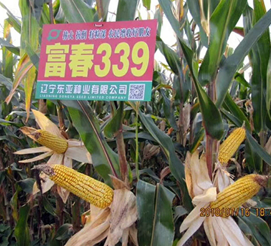 ����339-��������-����