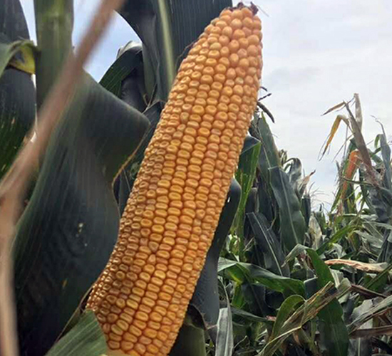 ����705-��������-����