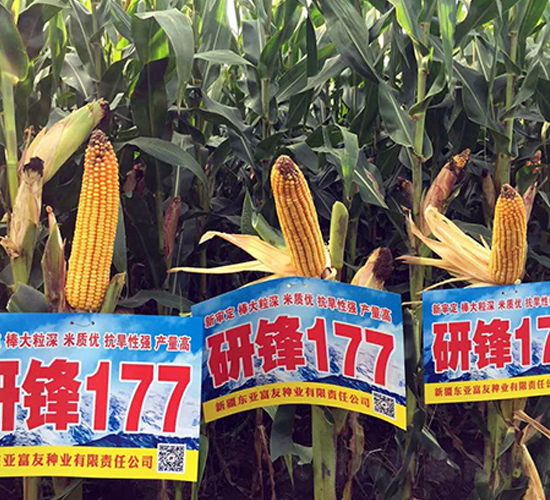 �з�177-��������-����