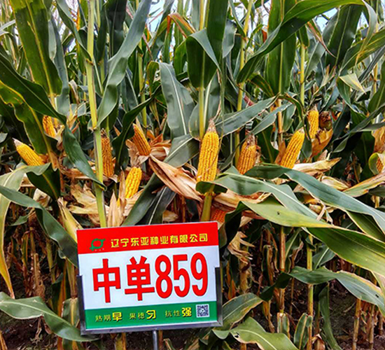 �е�859-��������-����