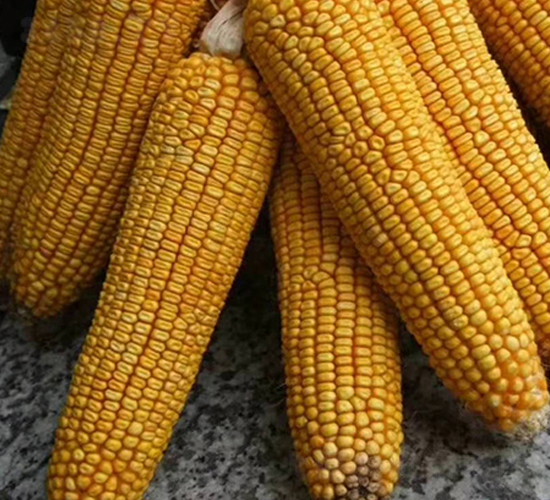 ����13��-��������-����