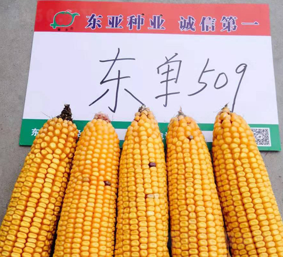 ����509-��������-����
