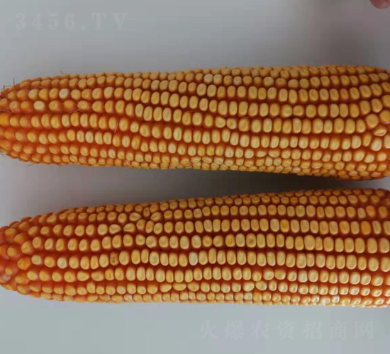����1781-��������-����