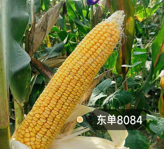 ����8084-��������-����