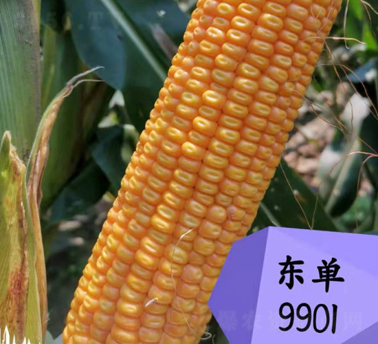 ����9901-��������-����