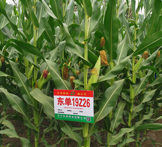 ����19Z26-��������-����