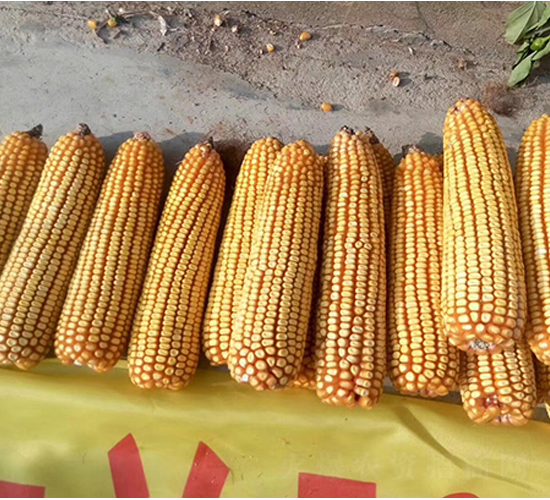 ����507-��������-����