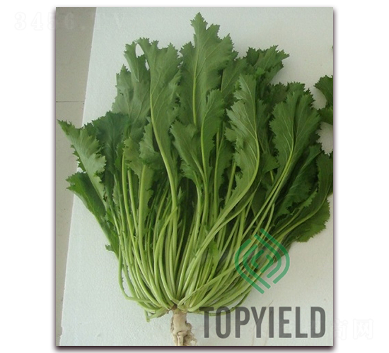 �ѩ1��-Ҷ������-�����ҵ