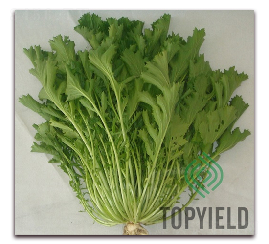 �ѩ3��-Ҷ������-�����ҵ