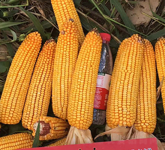 ����1607-��������-����