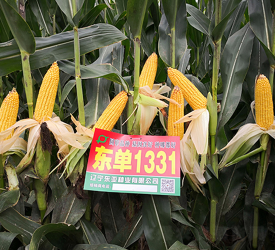 ����1331-��������-����