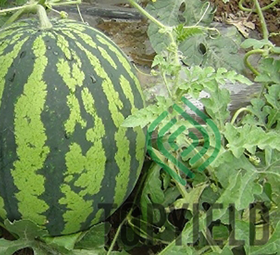 ����8��-��������-�����ҵ
