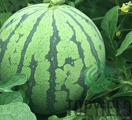 ��8424-��������-�����ҵ