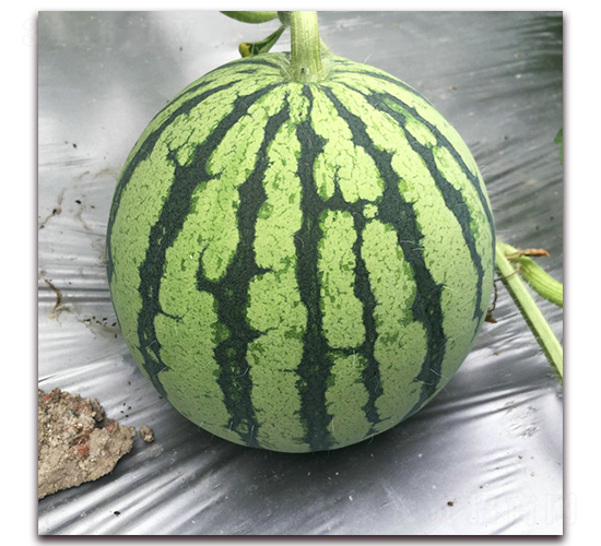 ���4��-��������-�����ҵ