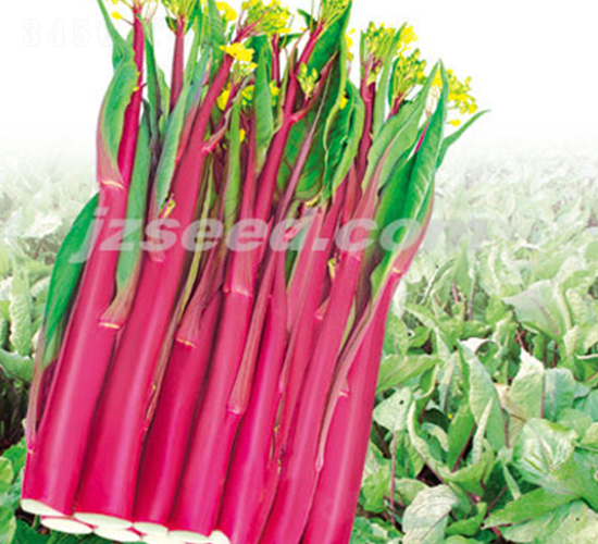 �º���60-��޷����-�ִ���ҵ