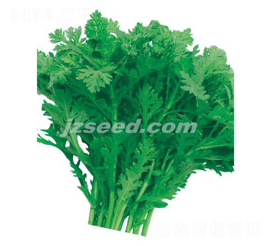 ���㻨Ҷ����-��������-�ִ���ҵ