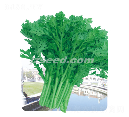 �оջ�Ҷ����-��������-�ִ���ҵ