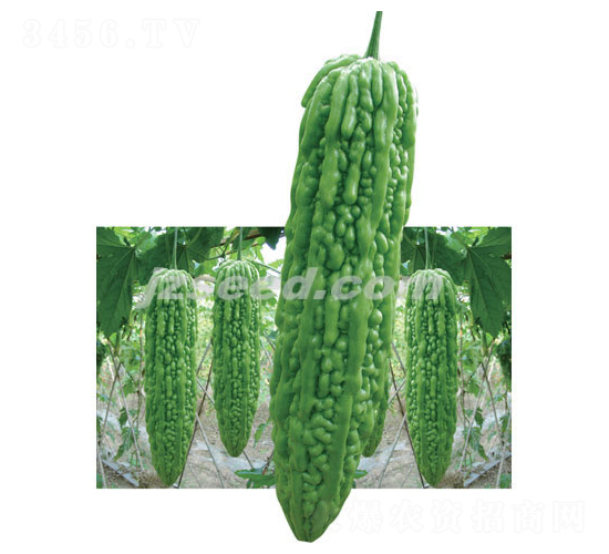 ��������-�������-�ִ���ҵ