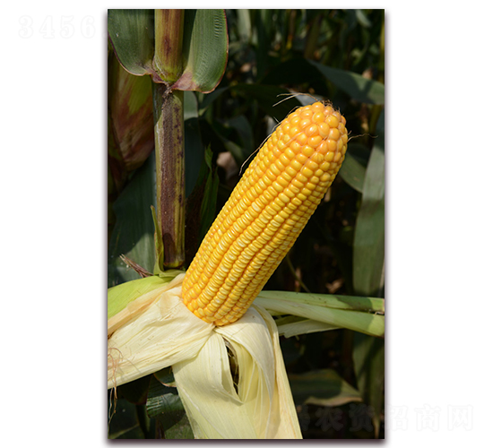 ����78-��������-������ҵ