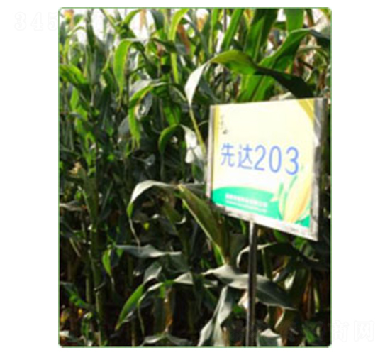 �ȴ�203-��������-������ҵ