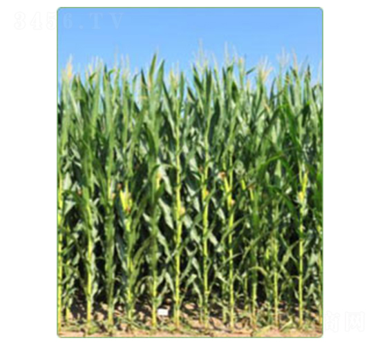 ����KWS2564-��������-������ҵ