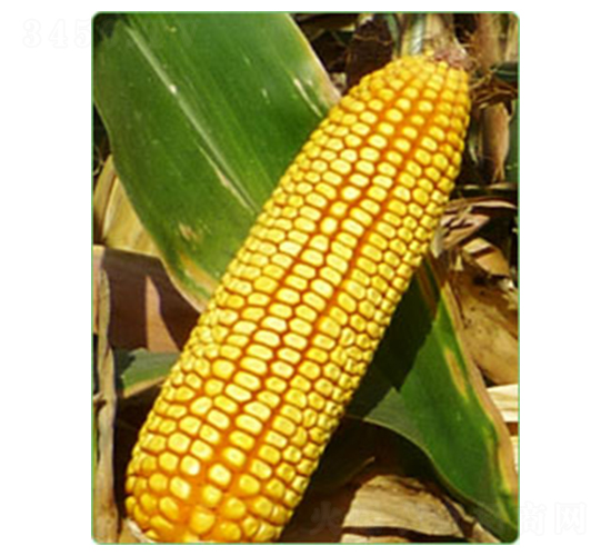 ����M753-��������-������ҵ