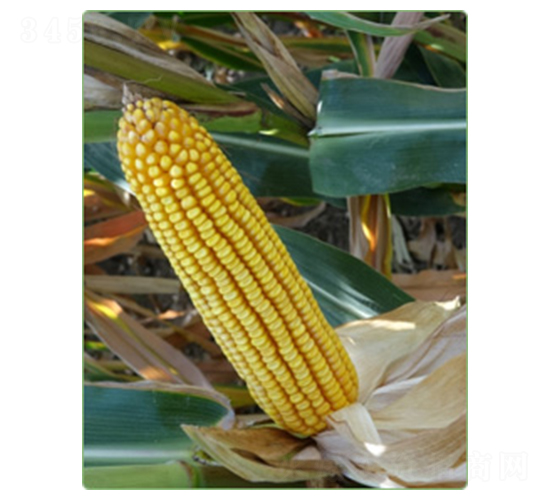 KWS1553-��������-������ҵ