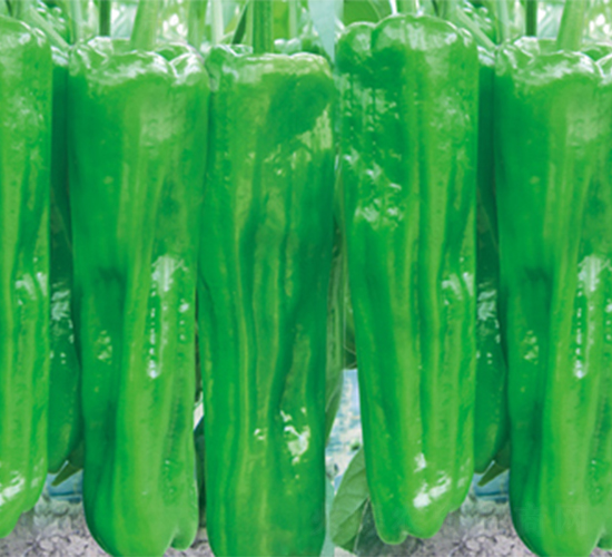 �ս����717-��������-��������