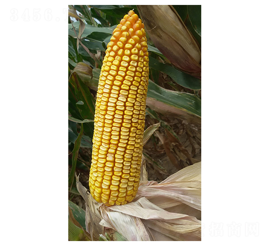 ����31��-��������-������ҵ