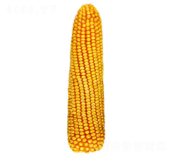 ����21��-��������-������ҵ