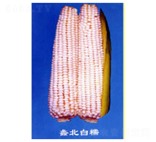 󻱱��Ŵ-Ŵ��������-���