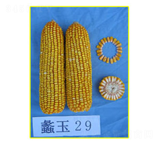 ���29-��������-���