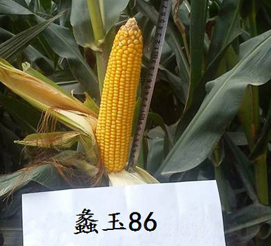 ���86-��������-���