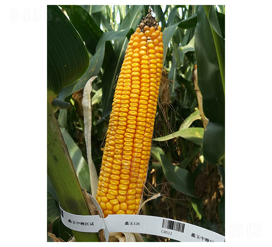���126-��������-���