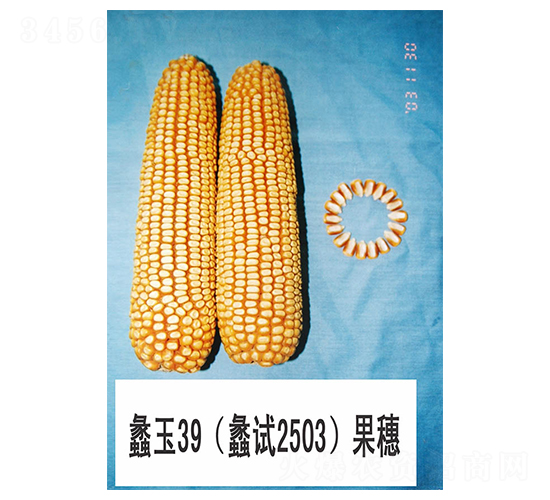 ���39-��������-���