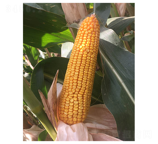 ���133-��������-���