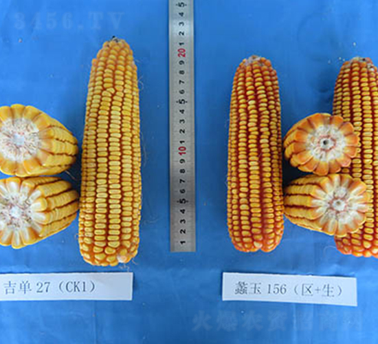 ���156-��������-���