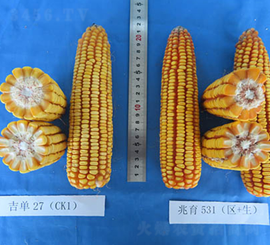 ����531-��������-���