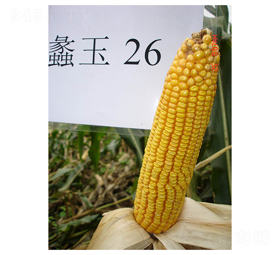���26��-��������-���
