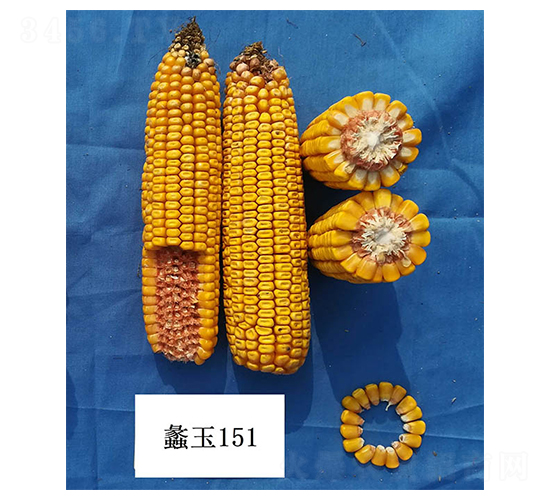 ���151-��������-���