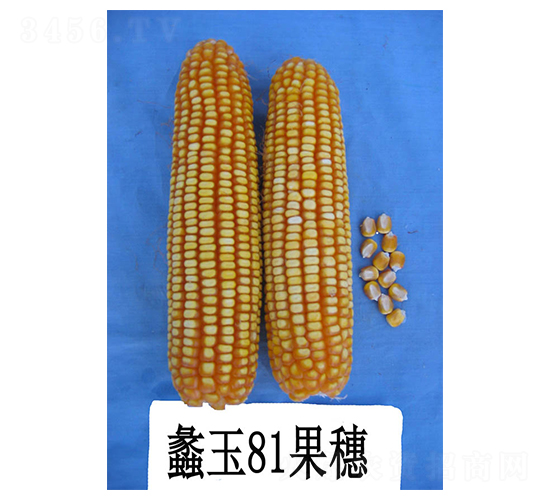 ���81-��������-���