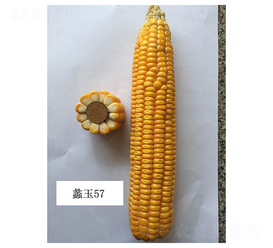 ���57-��������-���