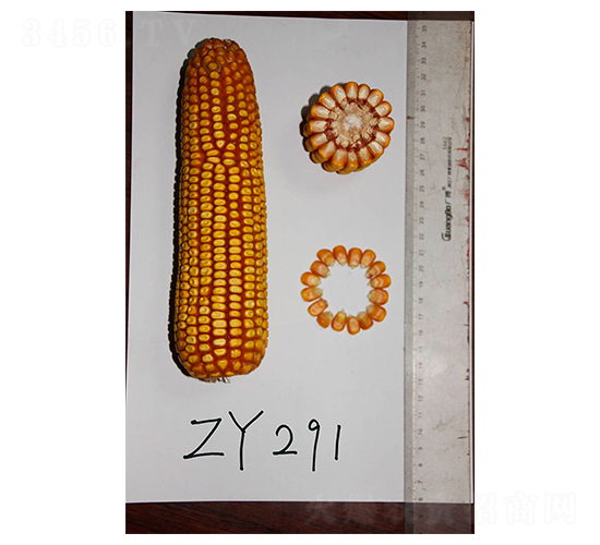���69-��������-���