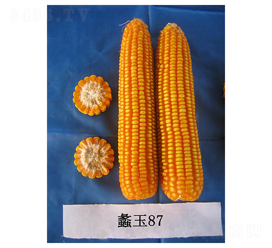 ���87-��������-���