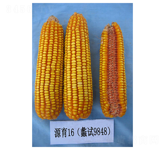 Դ��16-��������-���