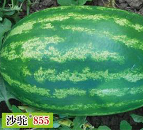 ɳ��855-��������-����