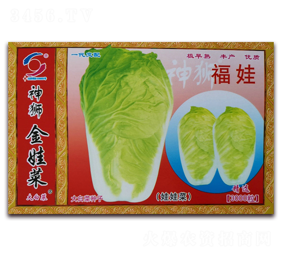 ����-���޲�����-������