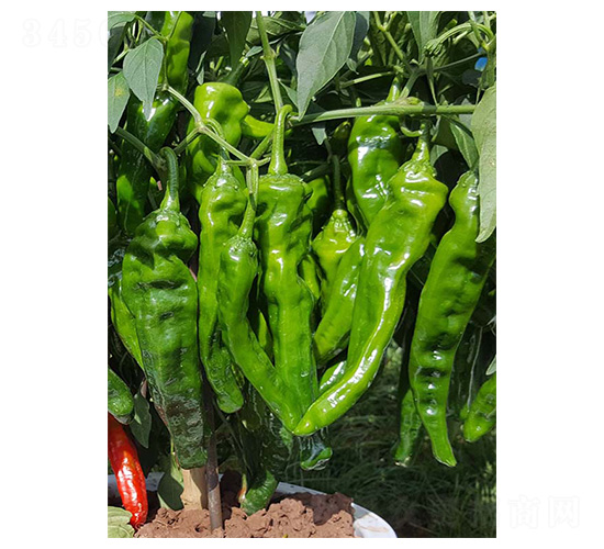 �����-ţ�ǽ�����-������ҵ